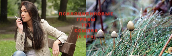 прущие грибы Алзамай